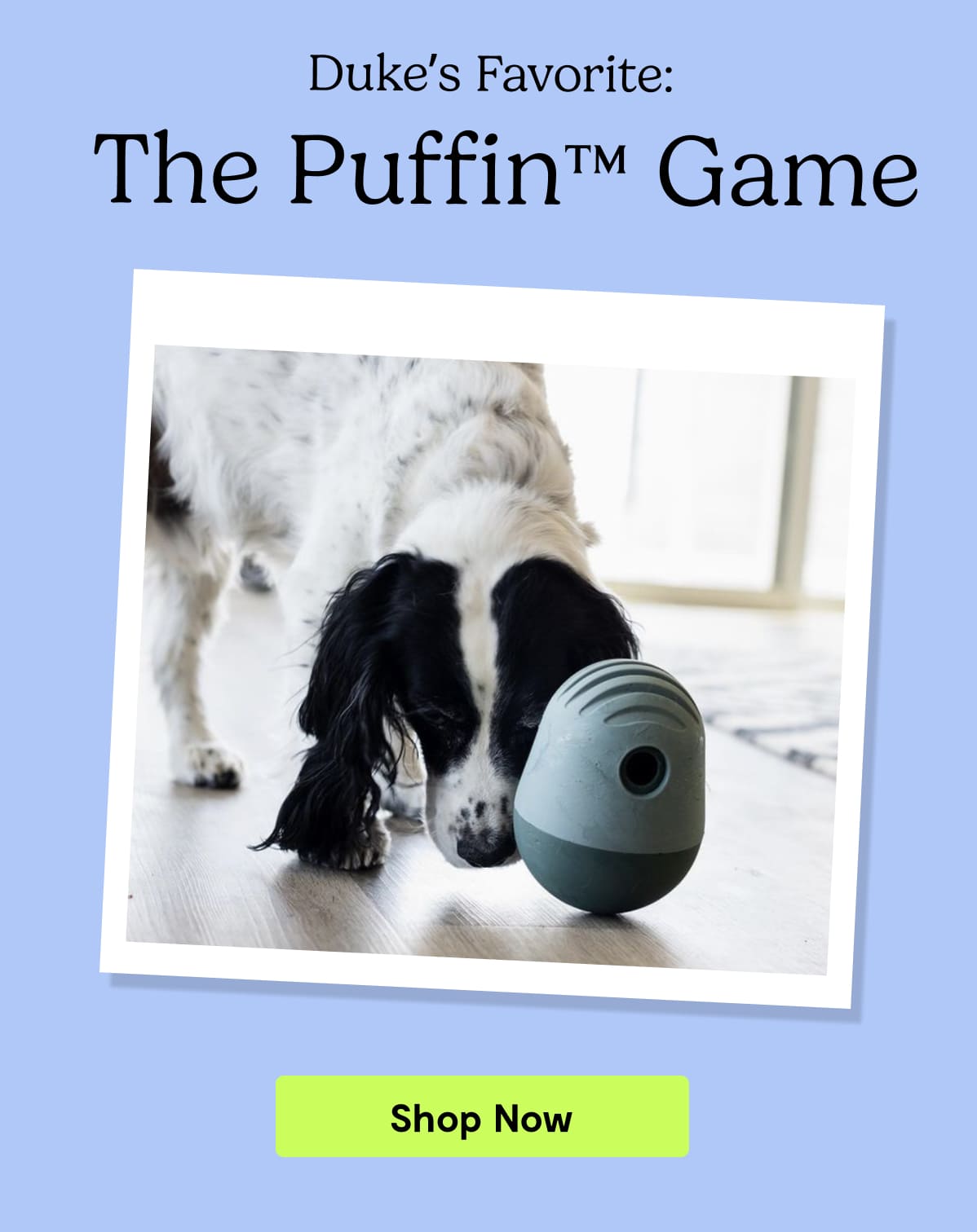 Duke's favorite: The Puffin Game