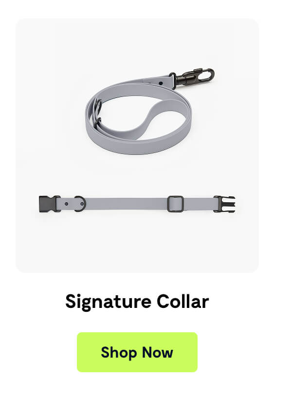 Signature Collar