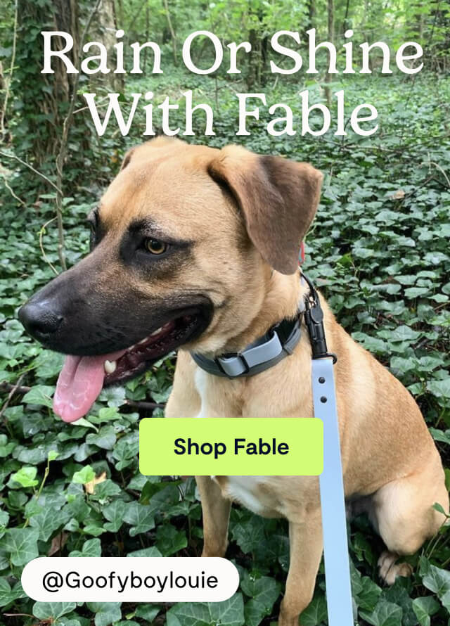 Rain or Shine with Fable
