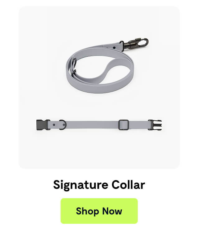 Signature Collar